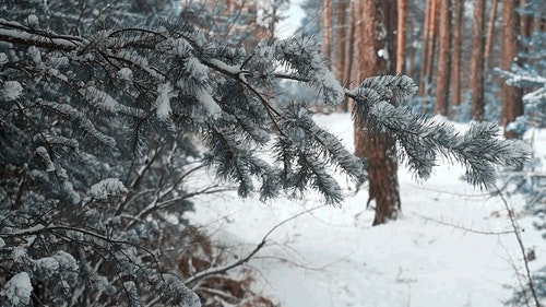 有关冬季,大雪覆盖,松树的免费素材视频
