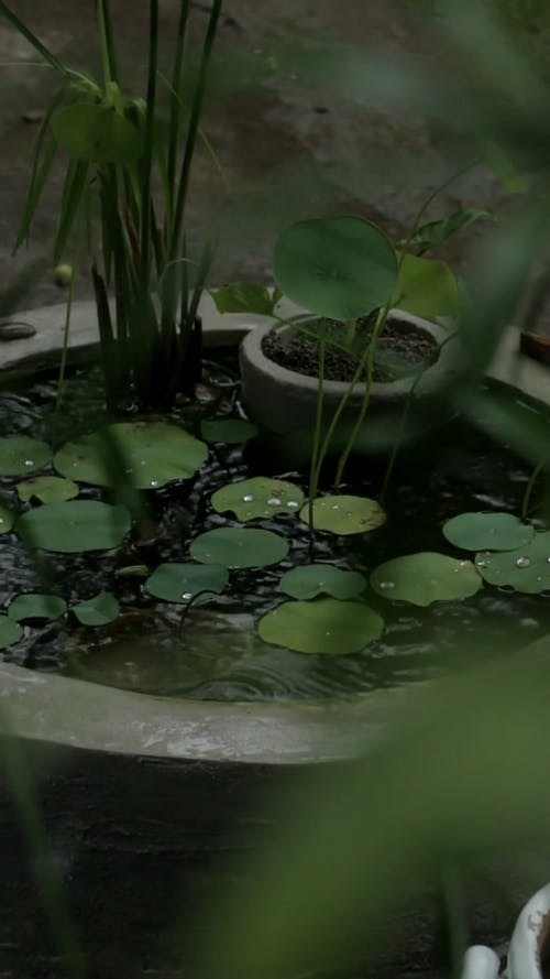 有关下雨, 前景, 垂直视频的免费素材视频