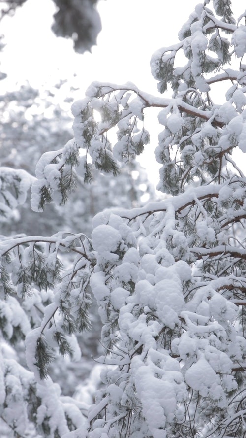 有关下雪的,似雪,冬季的免费素材视频