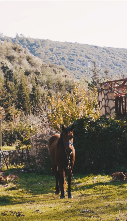 有关动物,垂直视频,家畜的免费素材视频
