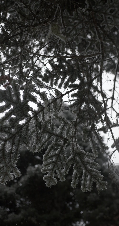 有关冬季,垂直视频,大雪覆盖的免费素材视频