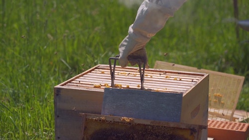 有关ティラー,一群,养蜂人的免费素材视频