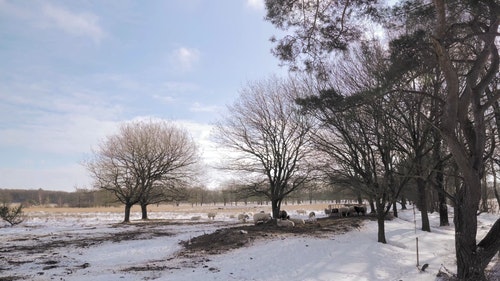 有关下雪的,似雪,冬季的免费素材视频