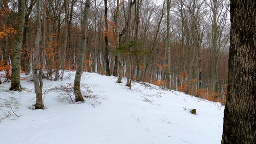 有关下雪的, 下雪的天气, 人的免费素材视频