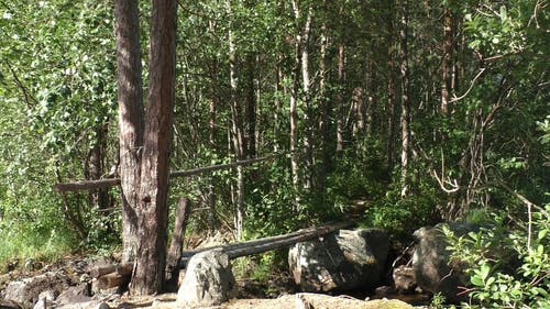 有关人, 天性, 小溪的免费素材视频