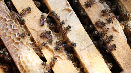 有关一群, 六边形, 养蜂人的免费素材视频