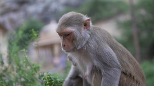 有关可爱, 吃, 哺乳动物的免费素材视频
