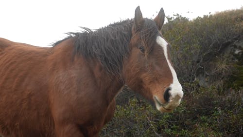 有关动物, 哺乳动物, 专注的免费素材视频