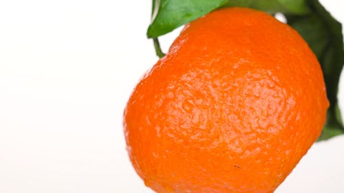 有关新鲜, 柑橘类水果, 树叶的免费素材视频
