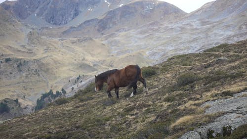 有关动物, 哺乳动物, 山的免费素材视频