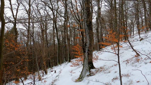 有关冒险, 冷, 大雪覆盖的免费素材视频