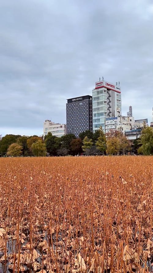 有关上野公园, 公园, 公园的免费素材视频