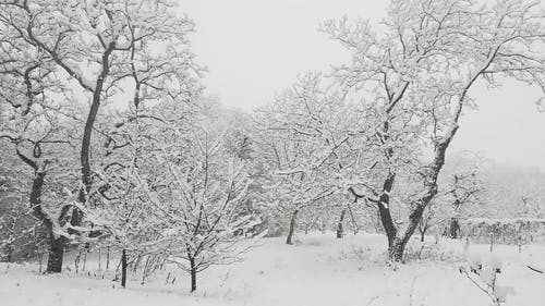 有关下雪, 下雪的, 下雪的天气的免费素材视频