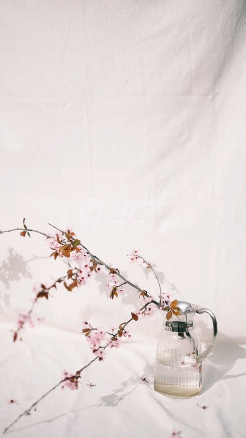 有关垂直视频, 室内, 樱花的免费素材视频