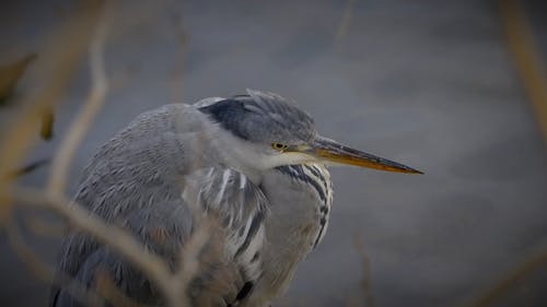 有关ardea cinerea, 前景, 水的免费素材视频