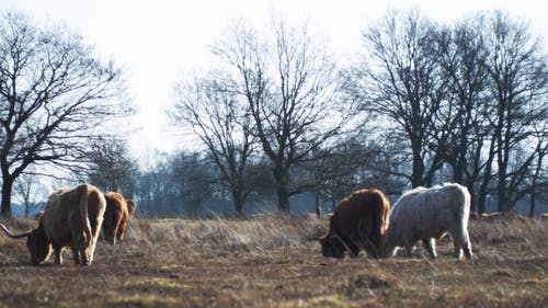 有关一群动物, 动物, 可爱的免费素材视频