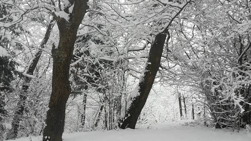 有关下雪的, 冬天的背景, 冷的免费素材视频