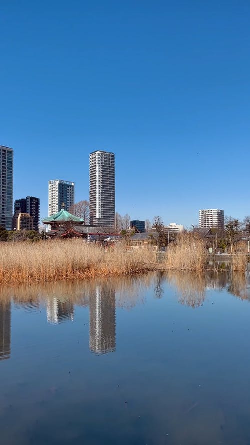 有关上野公园, 冷静, 台东区的免费素材视频