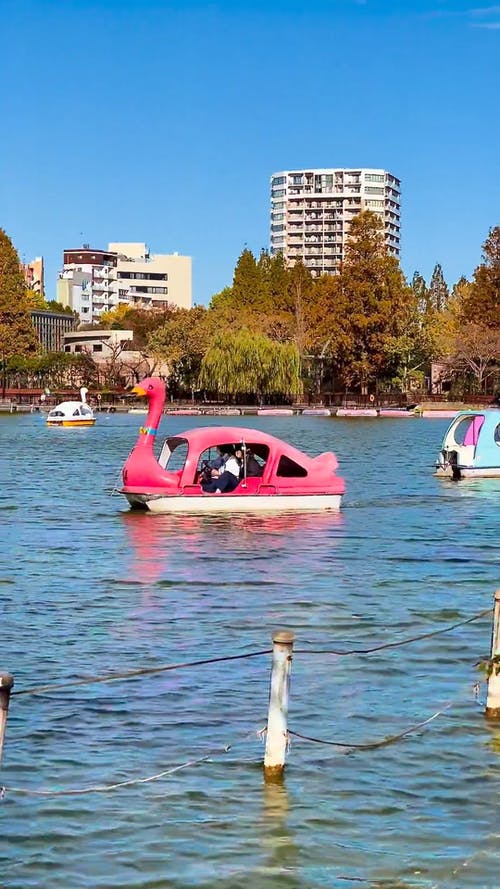 有关上野公园, 休闲, 划船的免费素材视频