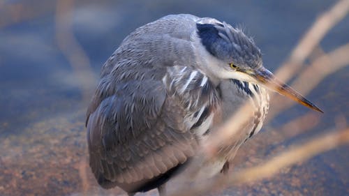 有关ardea cinerea, 前景, 水的免费素材视频