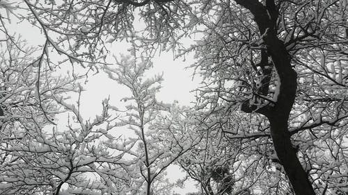 有关下雪, 下雪的, 下雪的天气的免费素材视频