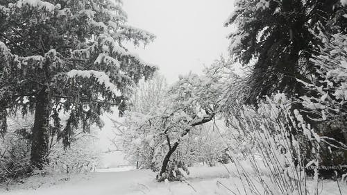 有关下雪, 冬季, 冬季仙境的免费素材视频