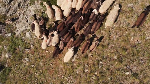 有关反刍动物, 家畜, 从上面的免费素材视频