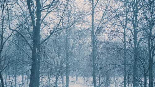 有关下雪, 人, 公园的免费素材视频