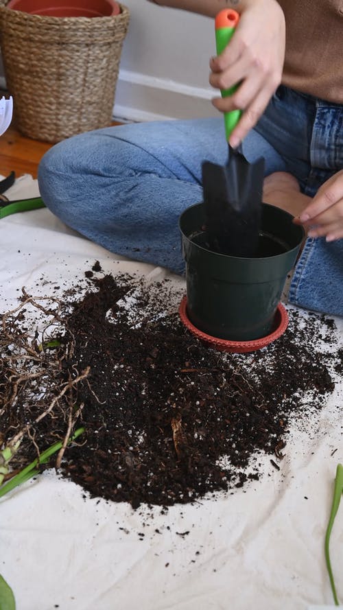 有关修剪花草, 土, 在地上的免费素材视频