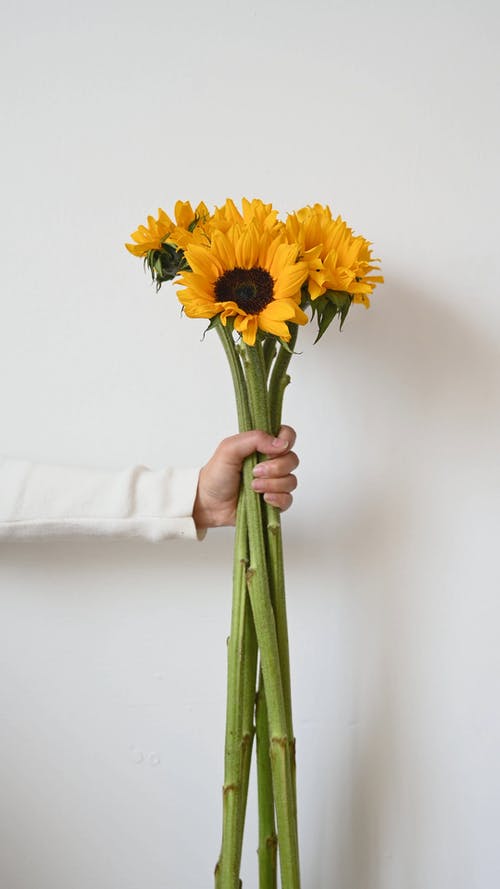 有关一串, 向日葵, 工厂的免费素材视频