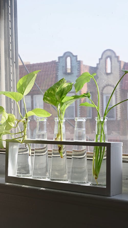 有关垂直视频, 植物, 植物群的免费素材视频