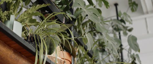 有关天性, 室内植物, 室内植物的免费素材视频