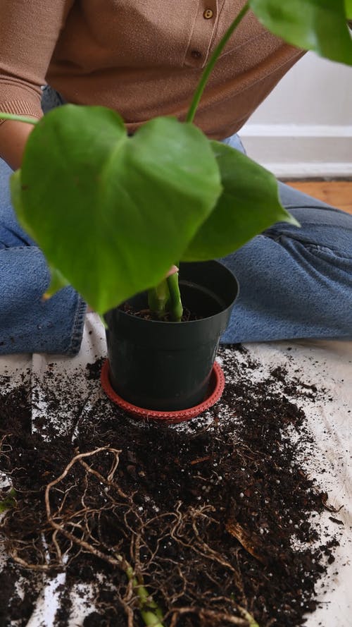 有关修剪花草, 土, 在地上的免费素材视频