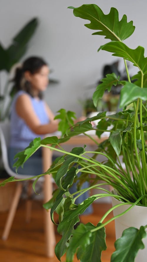 有关垂直视频, 女人, 室内植物的免费素材视频