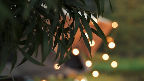 有关天性, 专注, 户外的免费素材视频