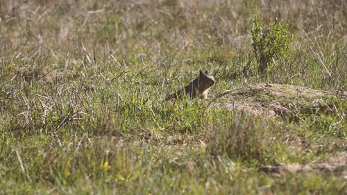 有关伸展, 可爱, 可爱的动物的免费素材视频