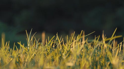 有关前景, 多风, 大自然的免费素材视频