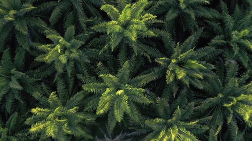 有关亚马逊, 天性, 户外的免费素材视频