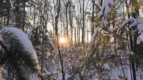 有关下雪的, 冬季, 冷的免费素材视频