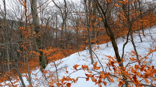 有关冬季, 冷, 天性的免费素材视频