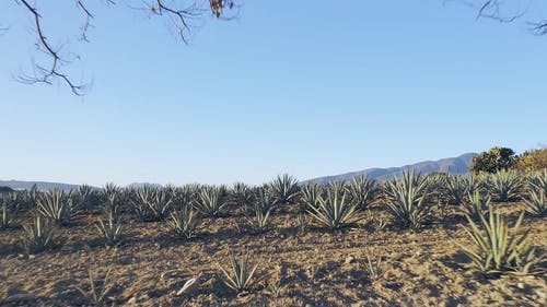 有关亚利桑那州, 和平的, 地平线的免费素材视频