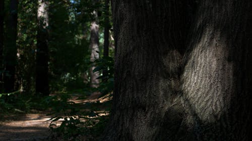 有关光与影, 天性, 户外的免费素材视频