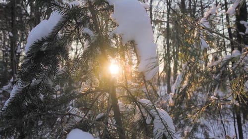 有关冬季, 分支机构, 大雪覆盖的免费素材视频