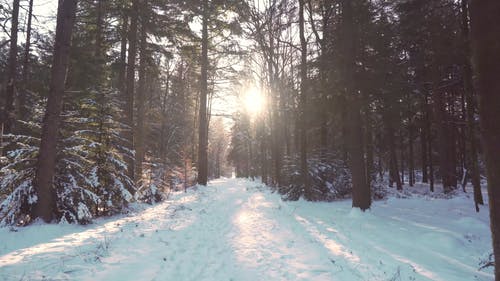 有关冬季森林, 大雪覆盖, 天性的免费素材视频