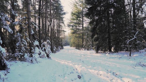 有关下雪的, 冬季, 冷的免费素材视频