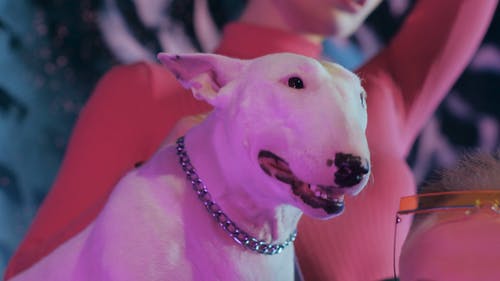 有关低角度拍摄, 室内, 宠物的免费素材视频