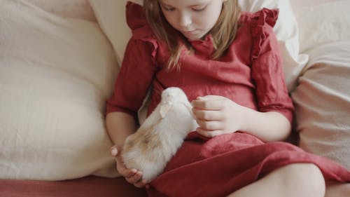 有关儿童, 兔子, 动物的免费素材视频