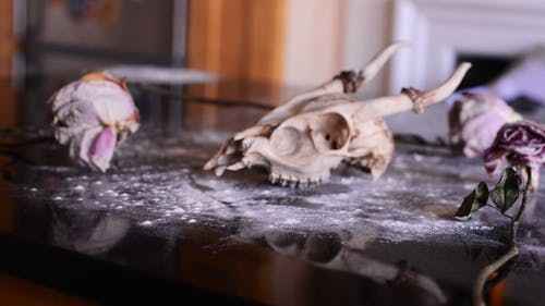 有关乾燥花, 令人不寒而栗的, 动物的免费素材视频