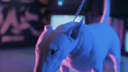 有关宠物, 尾巴, 摇摆的免费素材视频