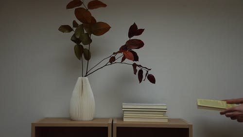 有关＃室内, 图书, 室内植物的免费素材视频
